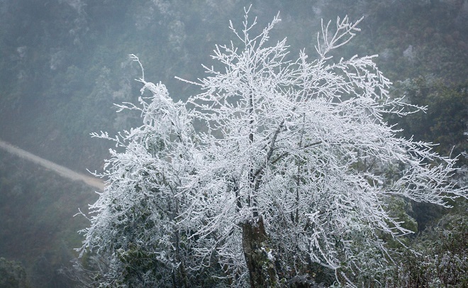 Rét khủng khiếp, cây cối hóa đá trên đỉnh Mù Cang Chải